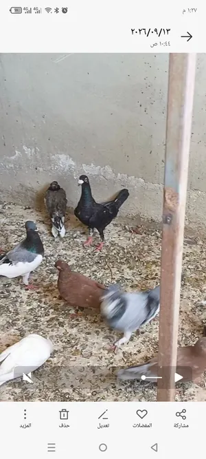 حمام مشكل جواز وفردي