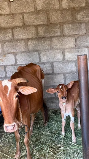 بقره عمانيه