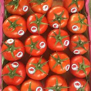 أجود أنواع الطماطم الطازجة – توريد مباشر وبأسعار تنافسية