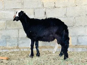 كباشه وهوش وتيوس للبيع