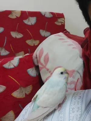 ببغاء بادجي