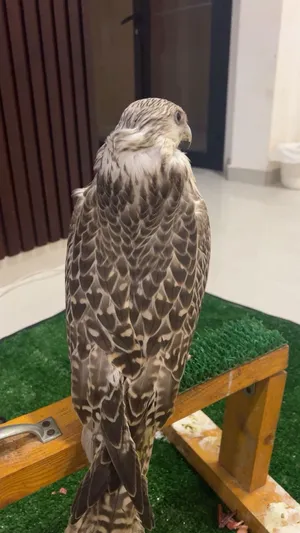 طير قرموشه بيور