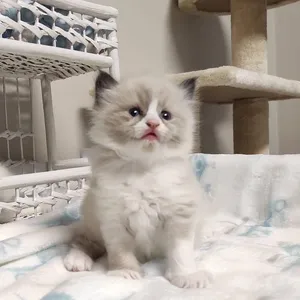 Ragdoll Kitten