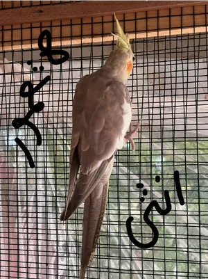 تفاصيل ف صوره تواصل وتس