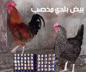 بيض دجاج بلدي للبيع