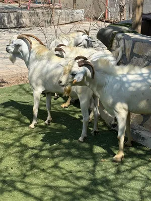 تيوس صومالي للبيع