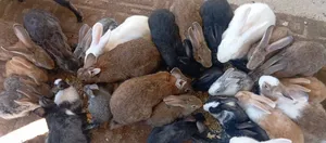 أرانب بلدي وفرنسي