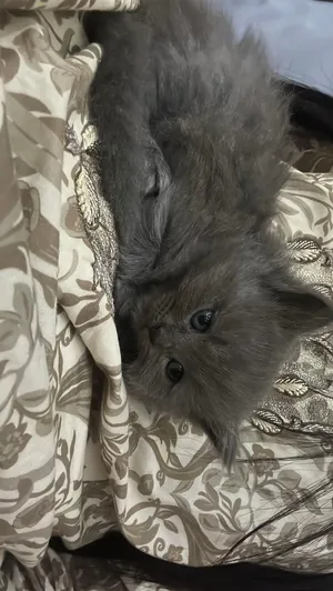 ذكر عمره 4 اشهر لطيف ويحب اللعب
