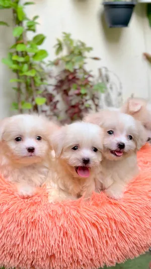 2 months, Lemon Ivory Maltese puppies