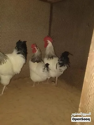 مطلوب عدد دجاج عربي يدحي