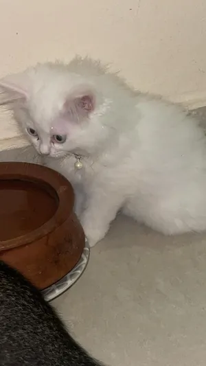 قط شيرازي ذكر للتزاوج