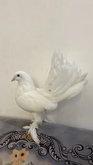 حمام نادره للبيع