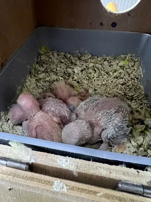 فروخ روز غر