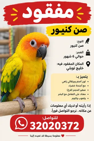 Sun Conure