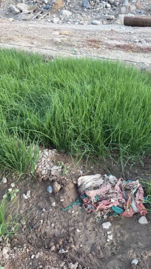 بذور بصل  نوع ممتاز بافطيم رقم واحد
