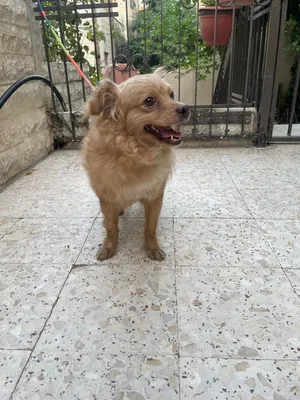 كل زين للبيع