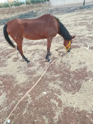 فرس بسعر حرق