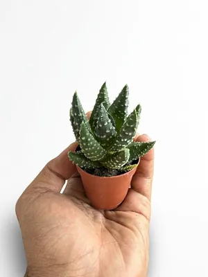 Holland Imported Live Haworthia Zebra Succulent in Nursery Pot (5cm)