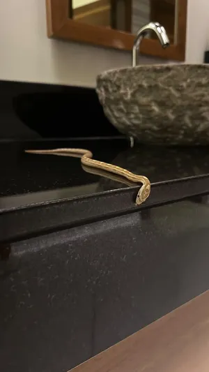 Corn snake