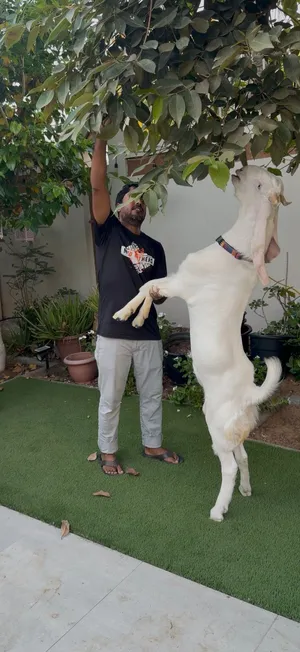 Pure gulabi goat male- homegrown
