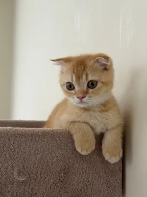 Scottish fold kittens