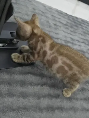 Snow Bengal Kitten