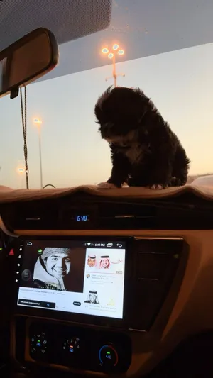 كلب شيتزو لعوب و لطيف مع الأطفال