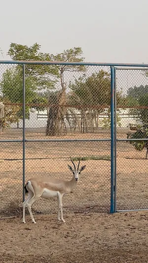 غزال الريم