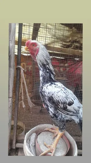 مخلف الماني نخب النخب