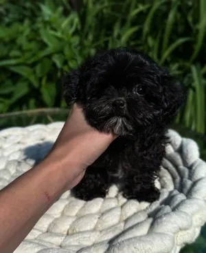 Tiny Pocket-Size Maltipoo Puppy Available