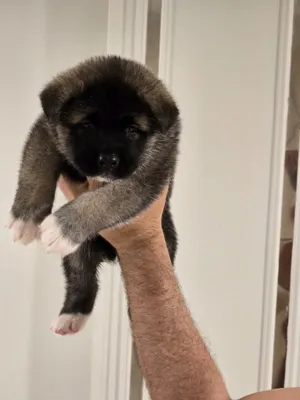 Female akita puppy is here!!!!