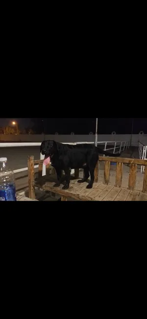 For sale (Black Labrador Retriever)