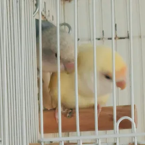 زوج روز منتج love bird لاڤبيرد أبيض روز أصفر