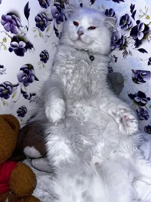 His name Milo Turkish Anggola 7 months old