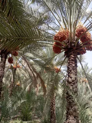 للبيع مزرعة ازكي  اليمن