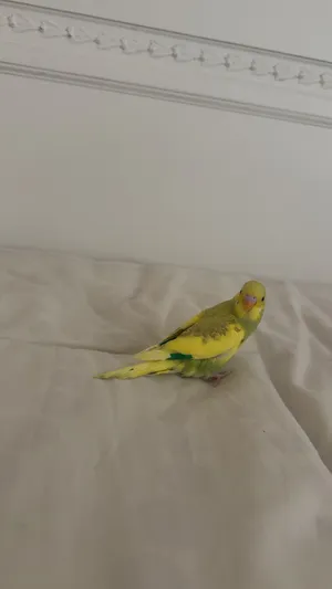Yellow Budgie bird