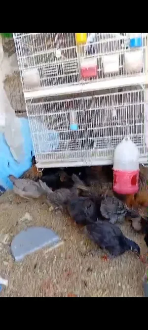 فرخات دجاج للبيع