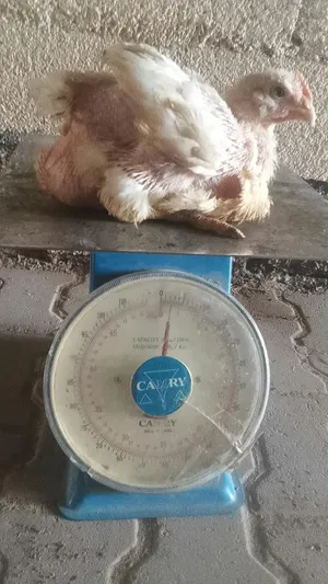 للبيع دجاج هندي كولومبي للذبح فول سمنه