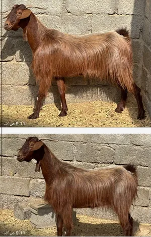 شاه سعيديه