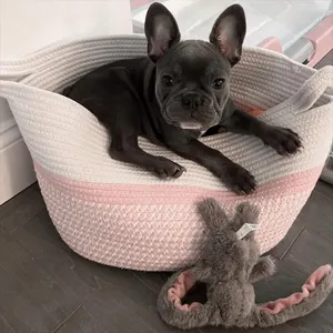French Bulldog puppies rehoming