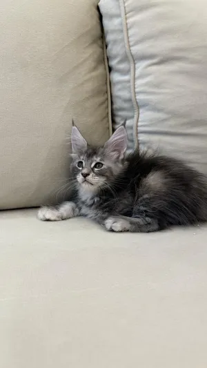 Male Mainecoon