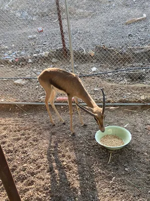 للبيع غزال ذكر أليف نص نص