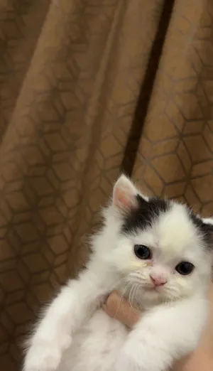 2 MONTHS OLD KITTENS (FREE)