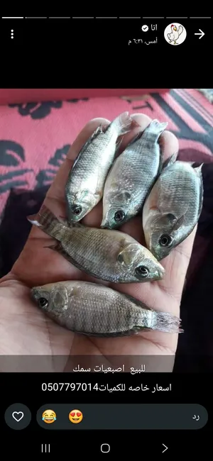 اصبعيات زريعه سمك للتربيه للاكل