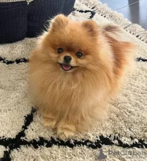 Most Affordable Pomeranian + Passport + Full Vaccinated + Very Friendly