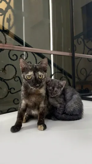 قطة أنثى مع بنتها للتبني Female cat & kitten for adoption