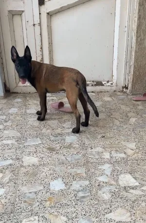 كلاب مالينو أنثى وذكر عمر 3اشهر كامل اللقاح