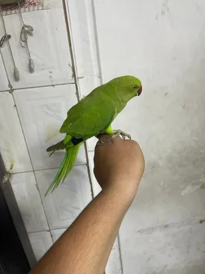 دره أليف للبيع سعر حرررررررق 30