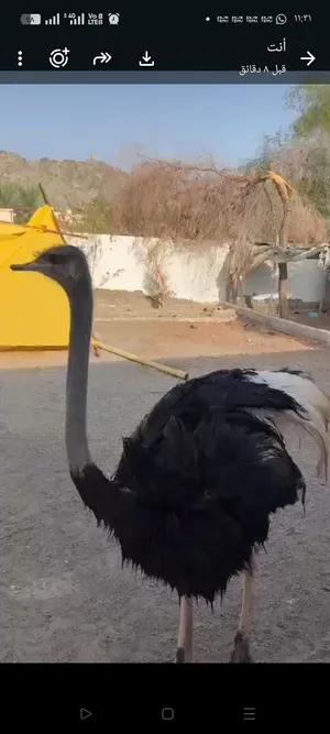 نعامه للبيع كبيرة  للبيع فقط