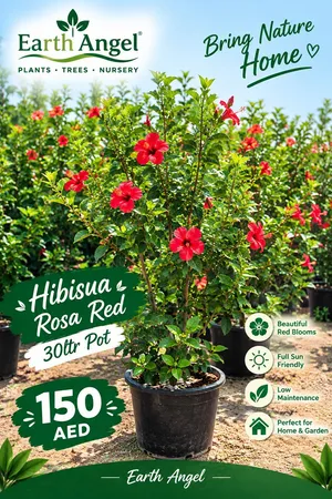 Hibiscus Rosa Red – Beautiful Flowering Plant  30L Pot